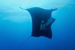 The amazing Manta Ray, Puerto Vallarta Mexico by Alejandro Topete 